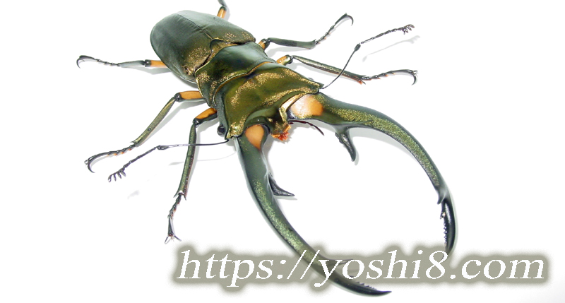 美麗 エラフスホソアカクワガタ♂野外標本 エラフスホソアカクワガタ