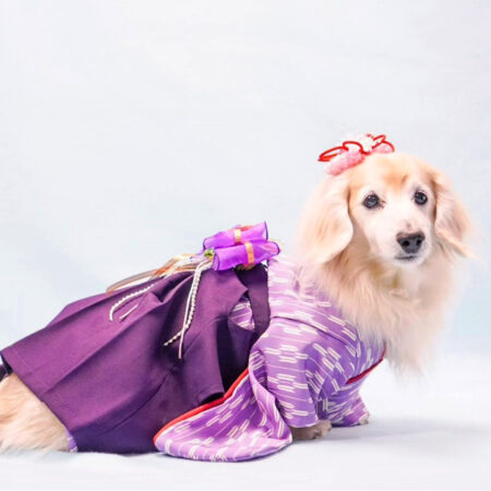 専用☆○犬服○ハンドメイド 胴41 NO.623 【公式通販】