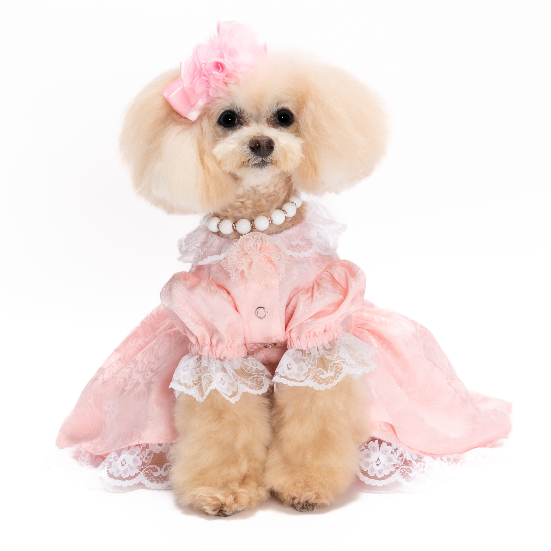 犬猫服オーダー マリーアントワネットドレス ピンク p-drs57 | 犬服