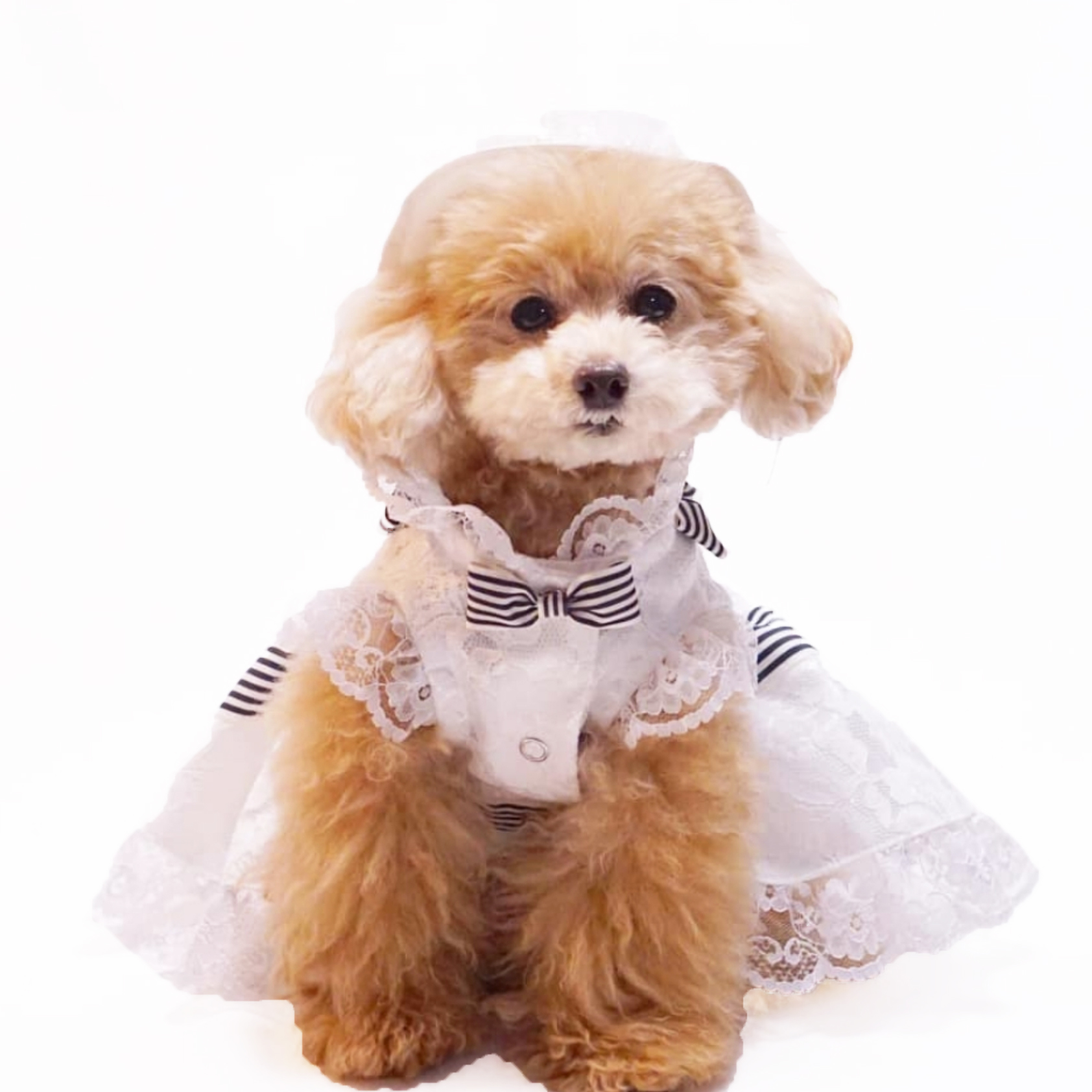 犬猫服オーダー マイ・フェア・レディドレス dr-40 | 犬服・猫ペット服