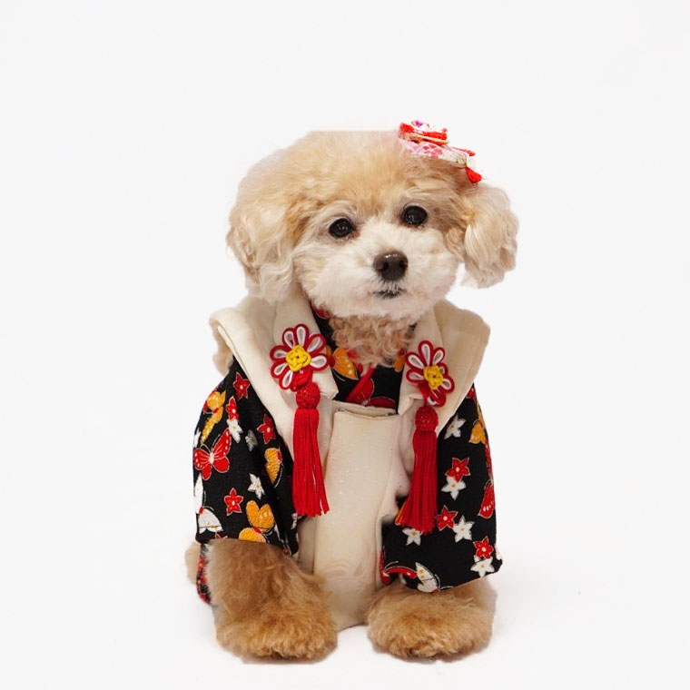 B443.pon2pan2☆犬オーダー☆犬お着物☆犬2ウェイお着物 B443.pon2pan2