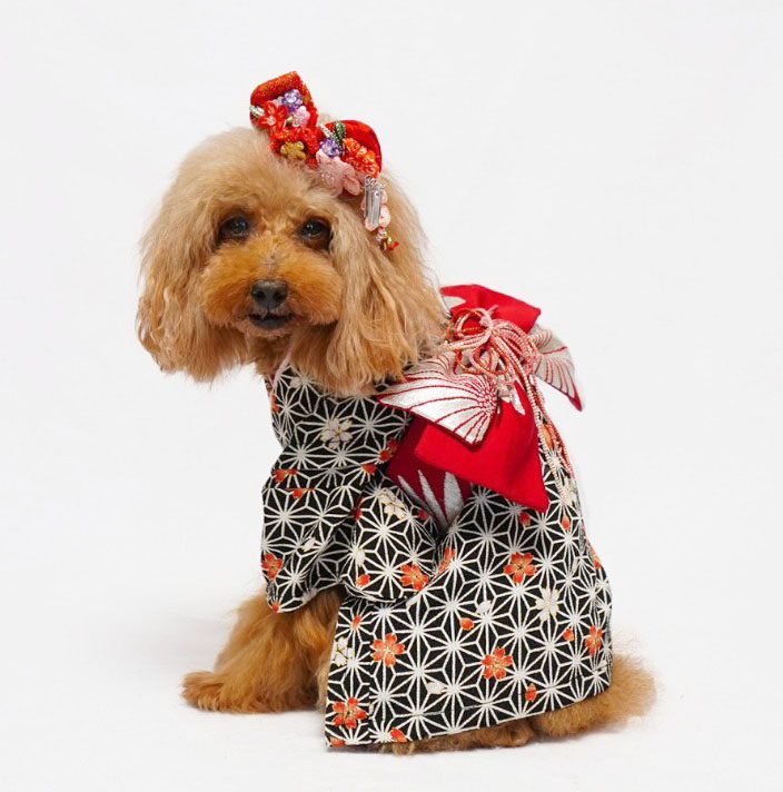 犬猫服1点限り 着物 Sサイズ ki-14 | 犬服・猫ペット服・婦人服