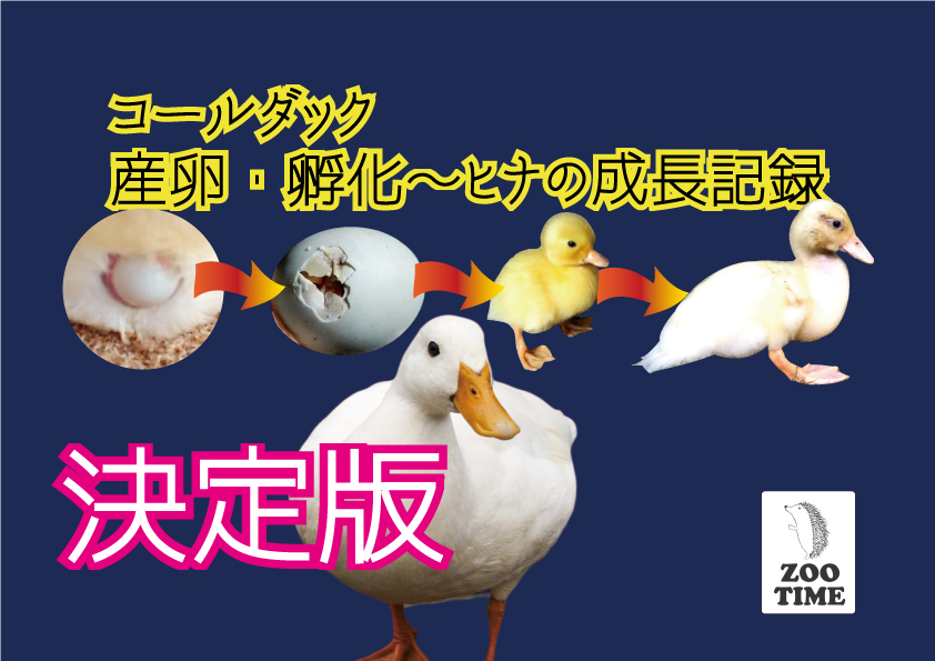 ☆【アヒル・コールダック飼育繁殖·ヒナ向け】4kg ＋BC-6∶4kg