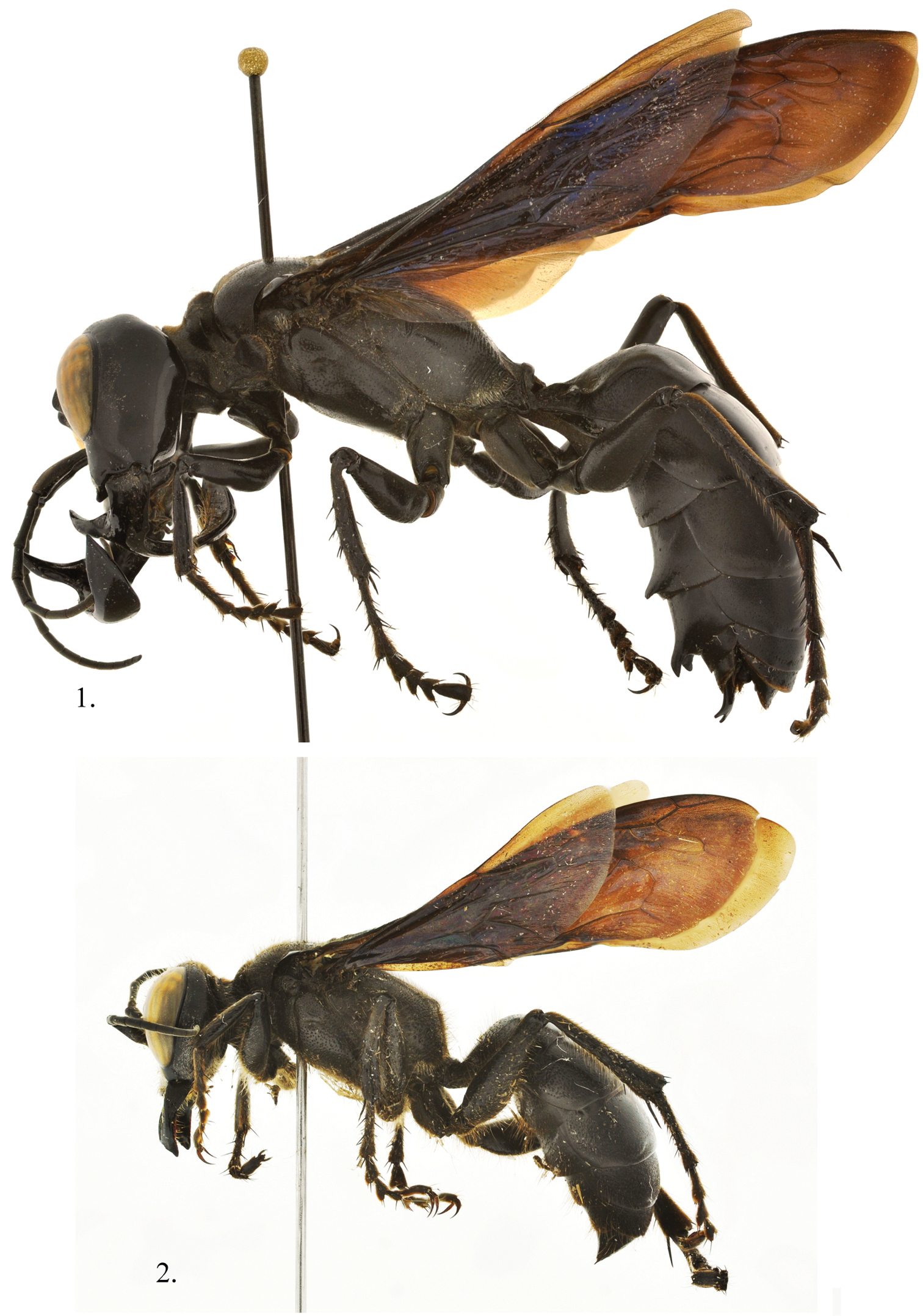 Megalara garuda, a new genus and species of larrine wasps from