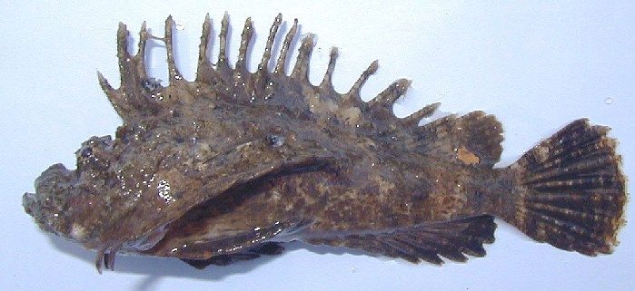 オニオコゼ - WEB魚図鑑