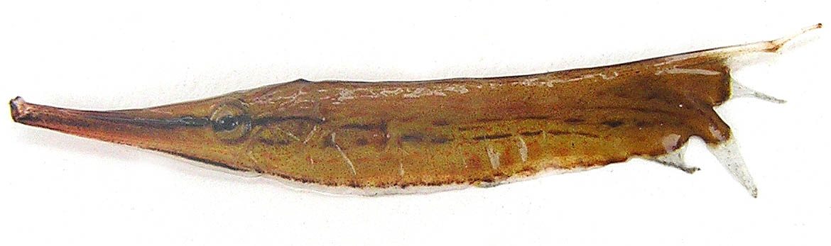 ヘコアユ(2005.08.05) - WEB魚図鑑