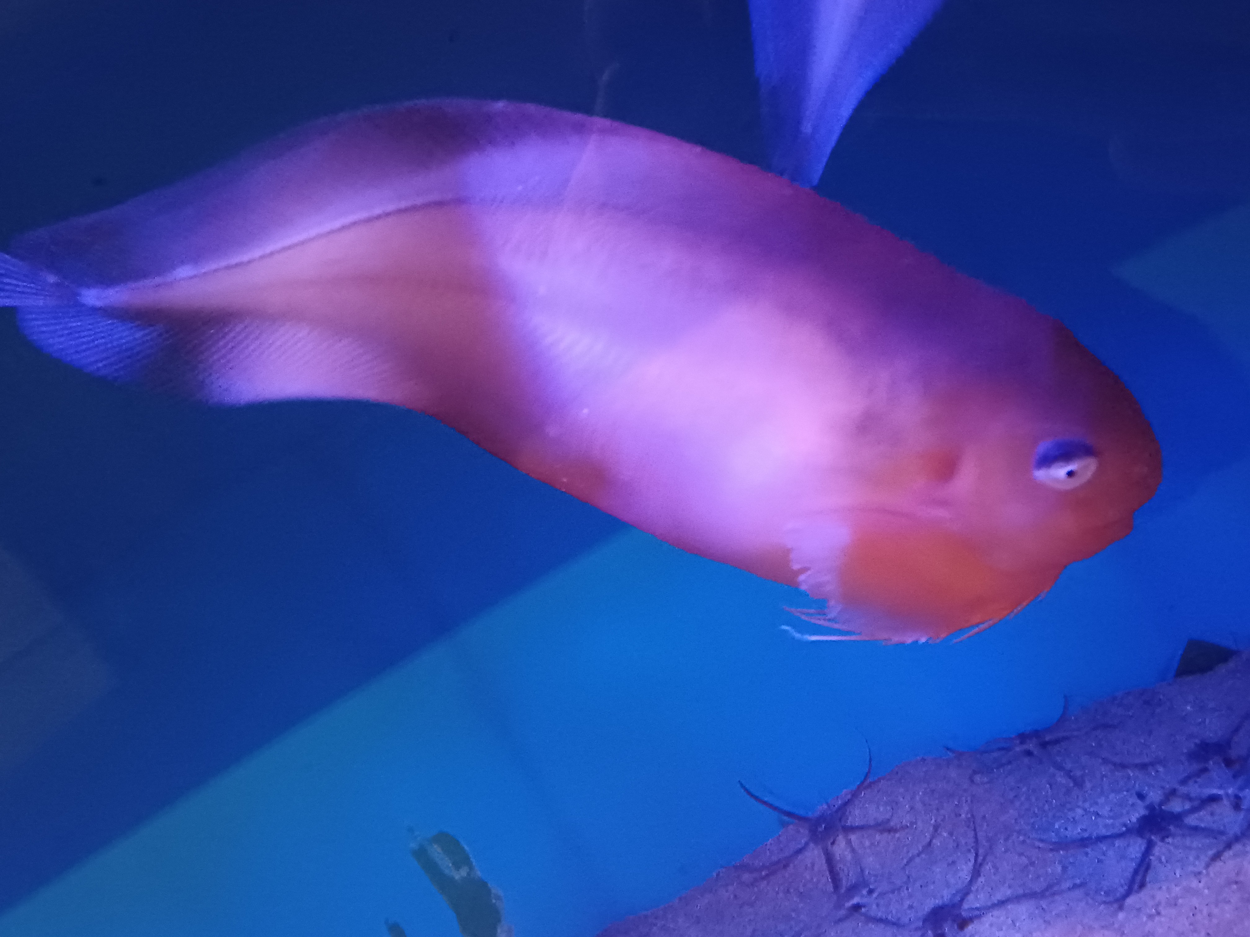 サケビクニン - WEB魚図鑑