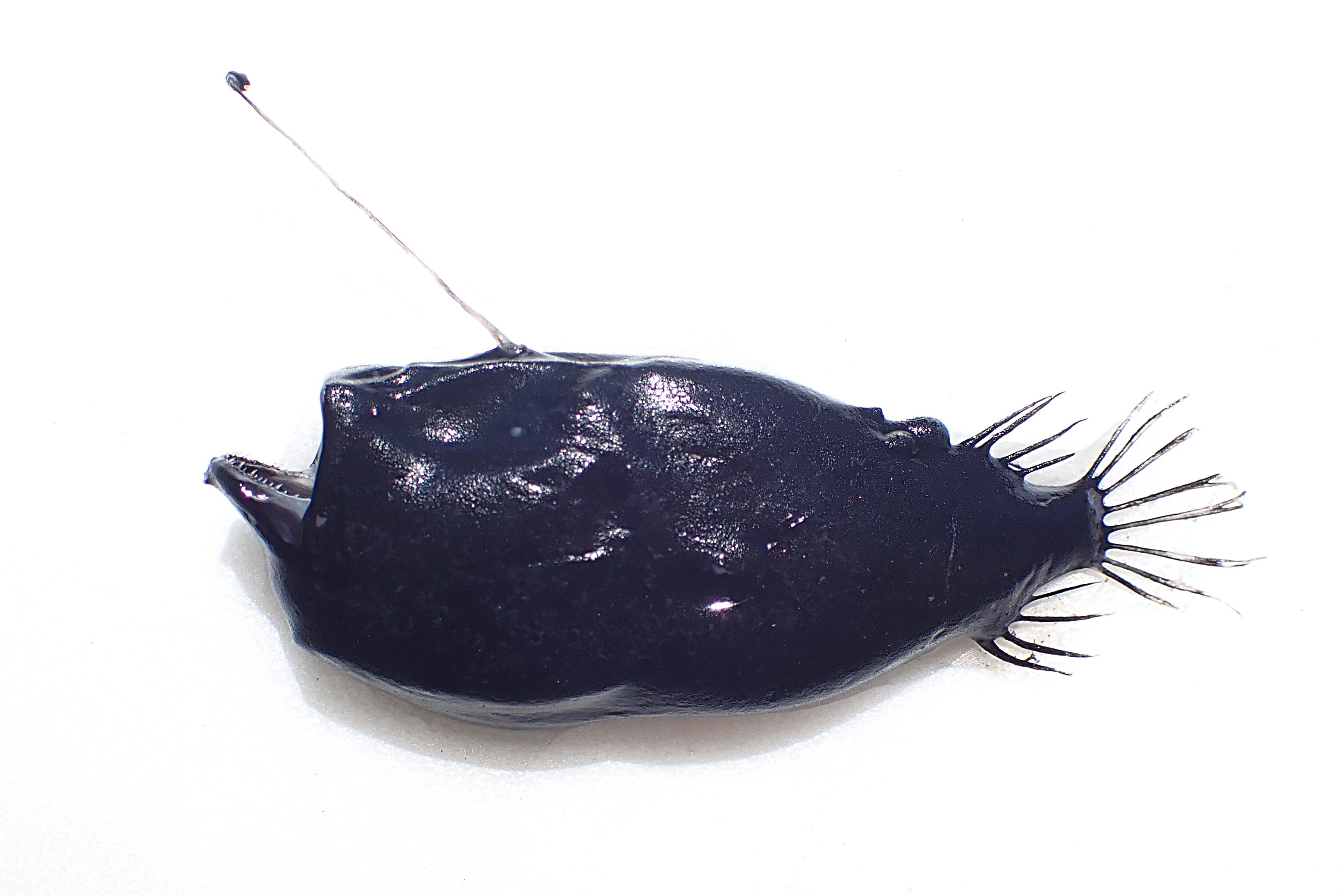 ミツクリエナガチョウチンアンコウ - WEB魚図鑑