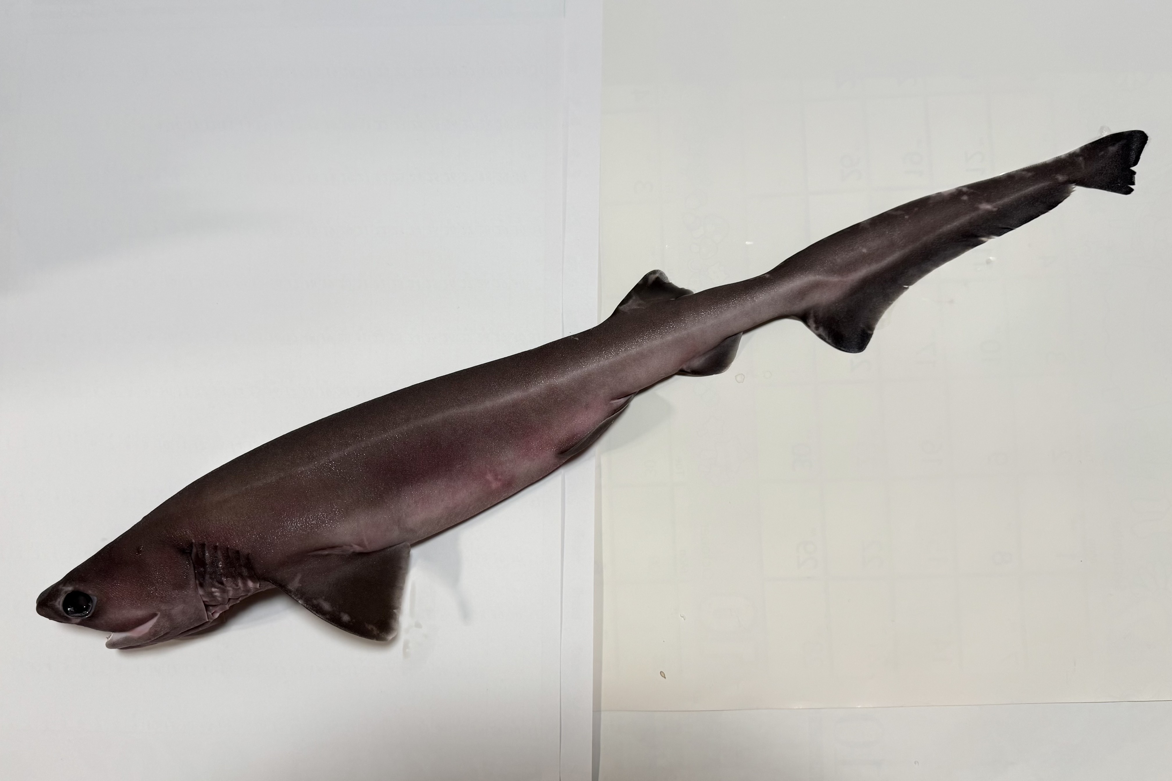 カグラザメ(2025.12.02) - WEB魚図鑑