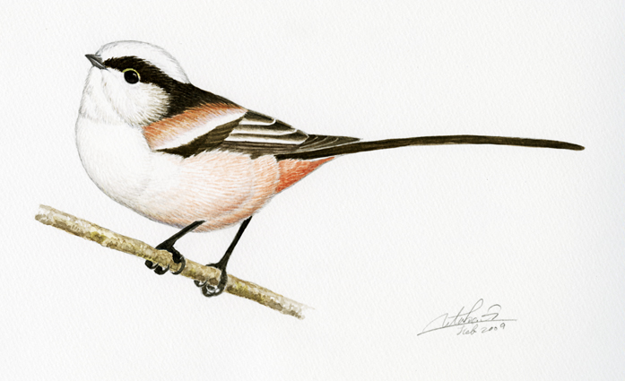 エナガ花鳥絵 エナガ花鳥絵 シマエナガもかわいいけど、エナガも