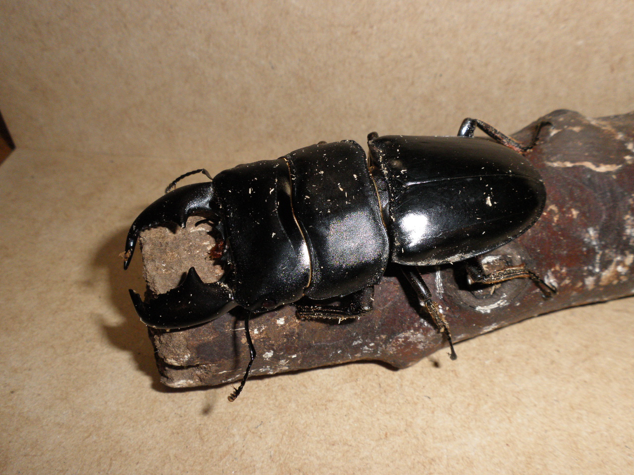 スマトラオオヒラタクワガタの飼育、ハンドペアリングと産卵セット