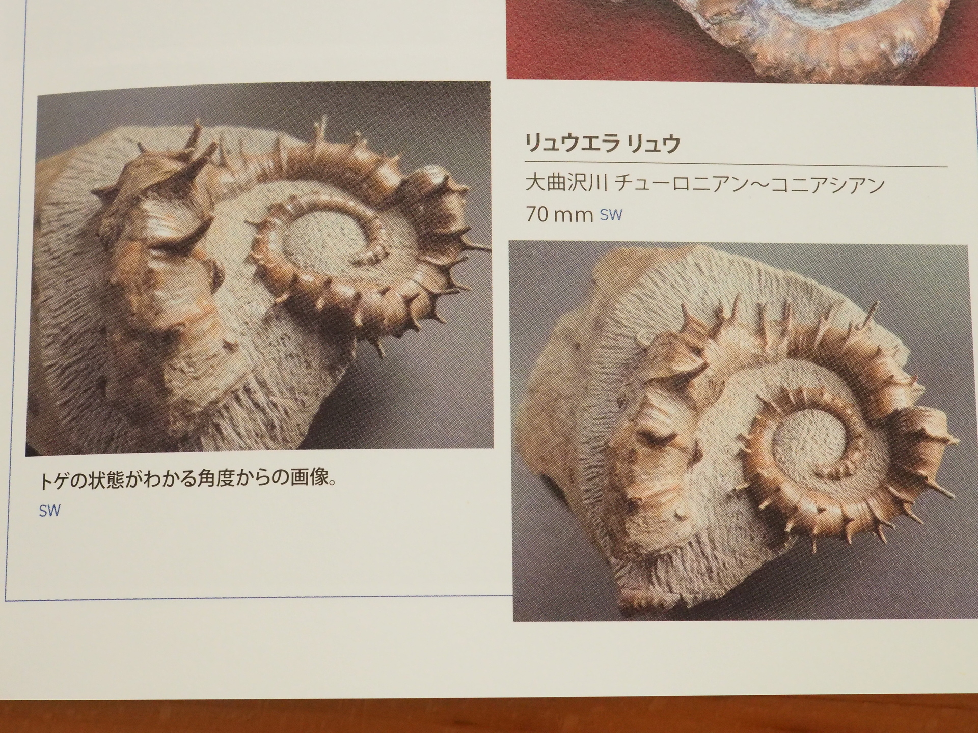 2kg まん丸なユーパキディスカスハラダイ 化石 アンモナイト 羽幌 2kg