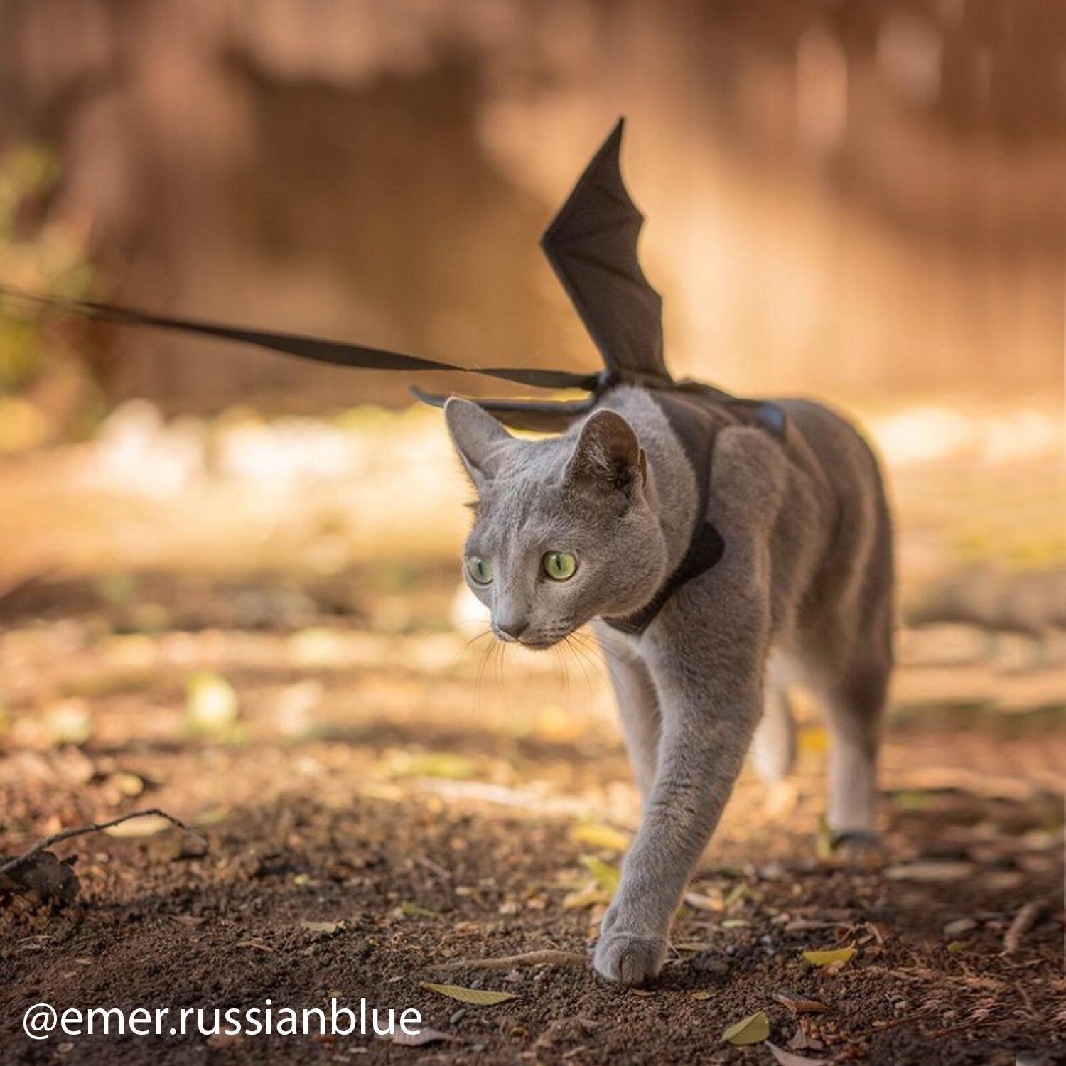 Escape proof Harness with removable bat wings for cats and kittens