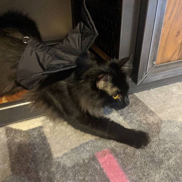 Escape proof Harness with removable bat wings for cats and kittens