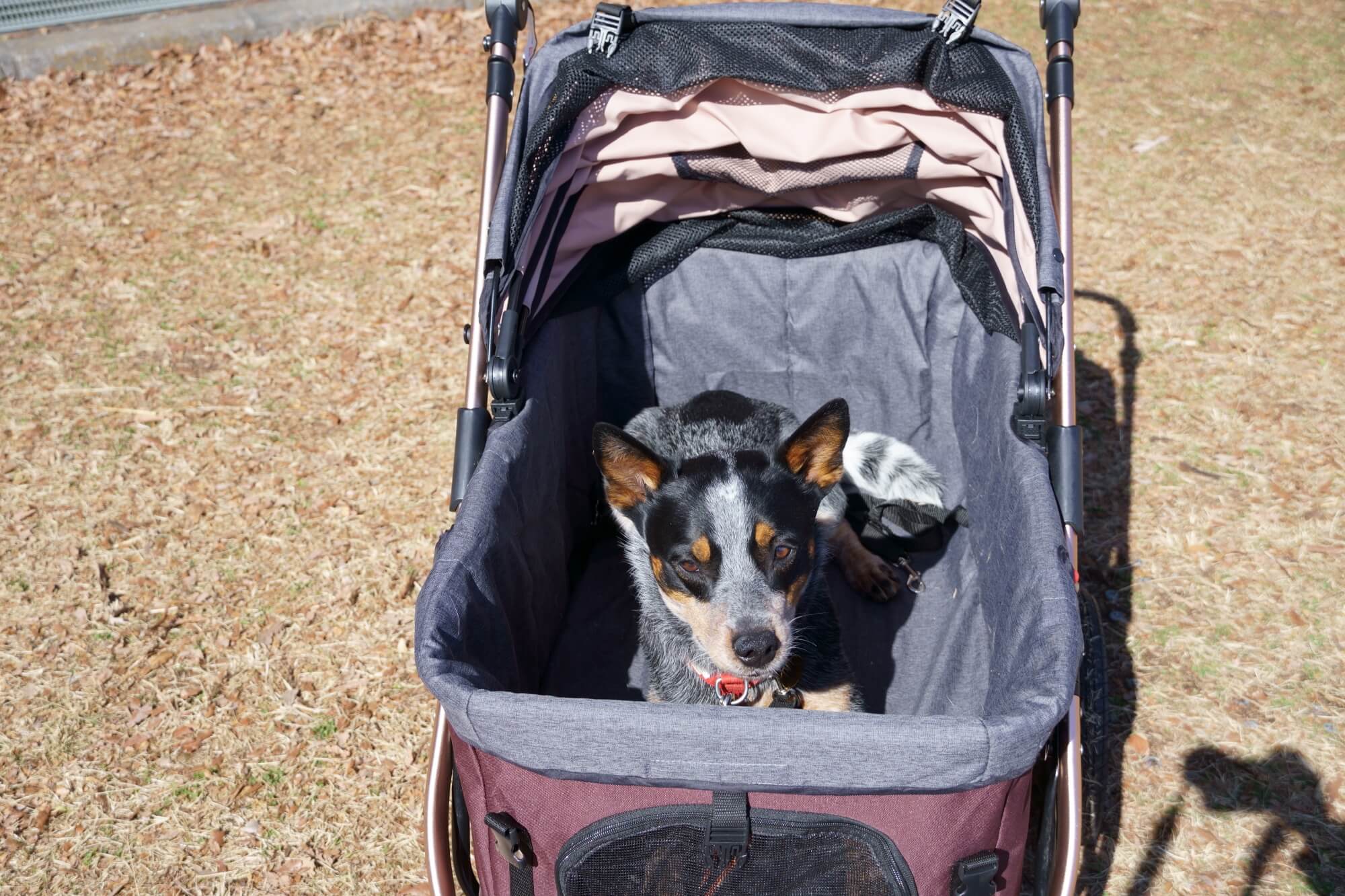 オールワンプレミアム