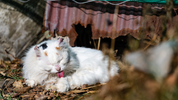 ASCII.jp：2021年元日に出会った団地猫たちをニコンの「Z 7 II」で撮る