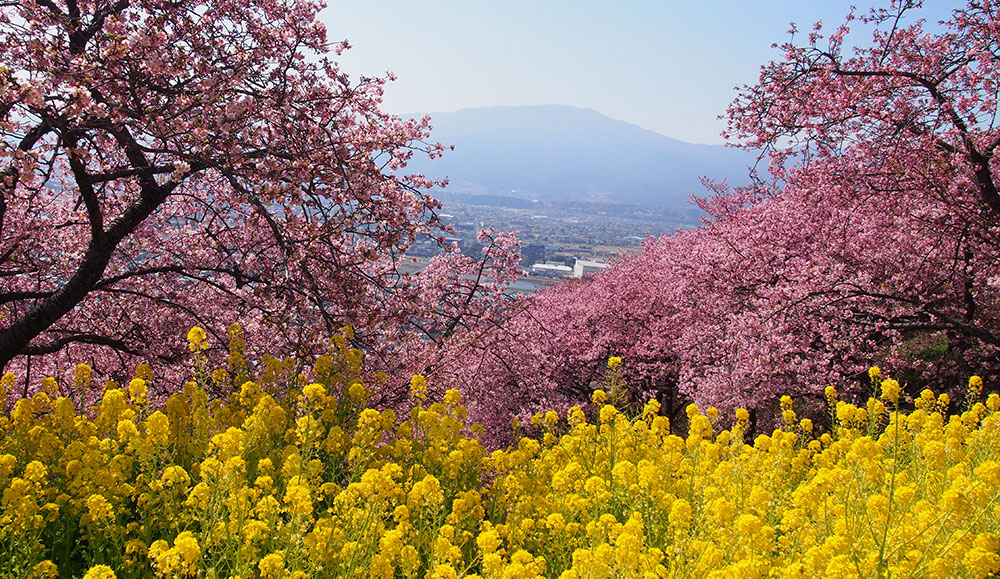 2025年開花情報】松田町西平畑公園「河津桜」が見ごろとなりました