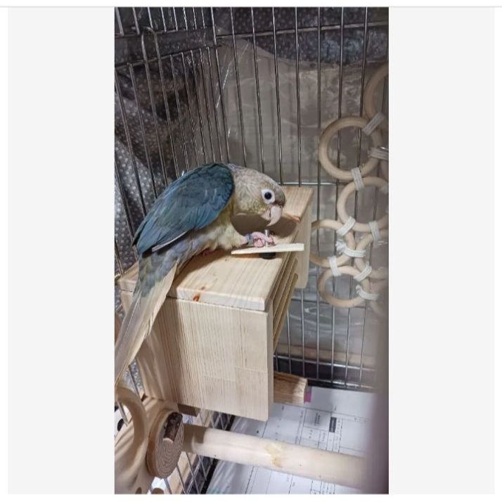 h2 あったかステージ 四角い止まり木 ヒーターいたずら防止 インコ 小動物