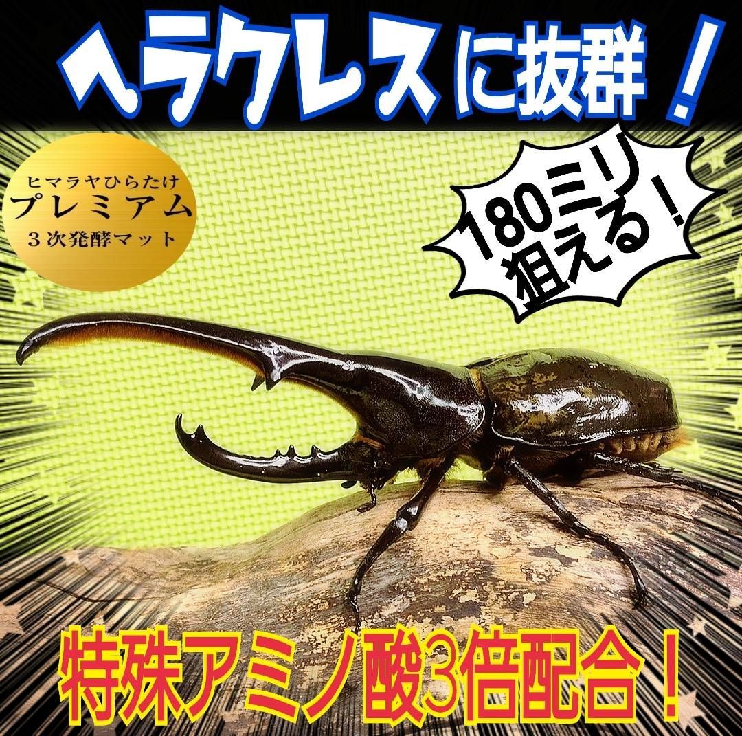 カブトムシ幼虫の餌 大きくなる！発酵マット【6袋】雑虫が湧きません！