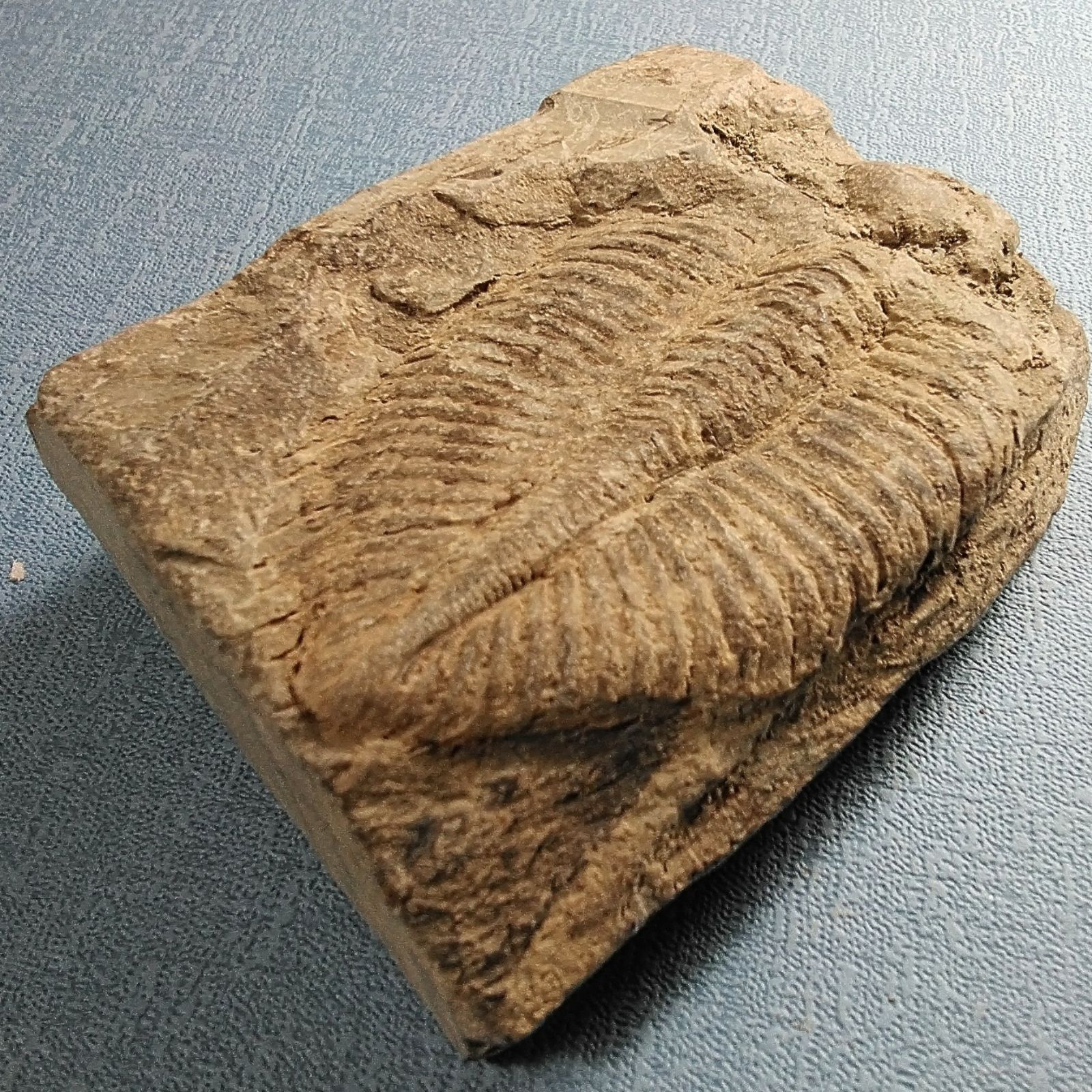 三葉虫化石Coronocephalus
