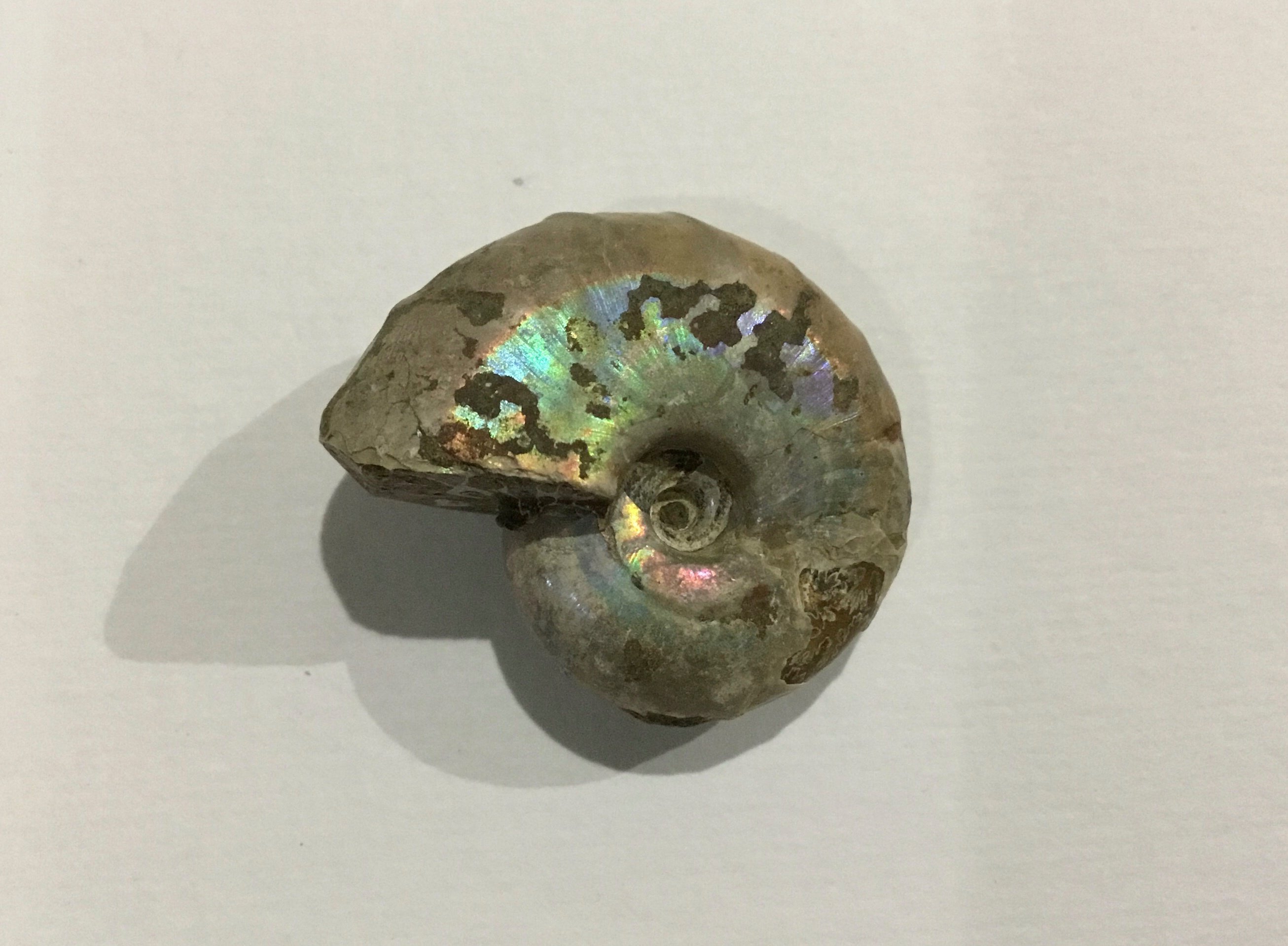 光るアンモナイト｜Chappy