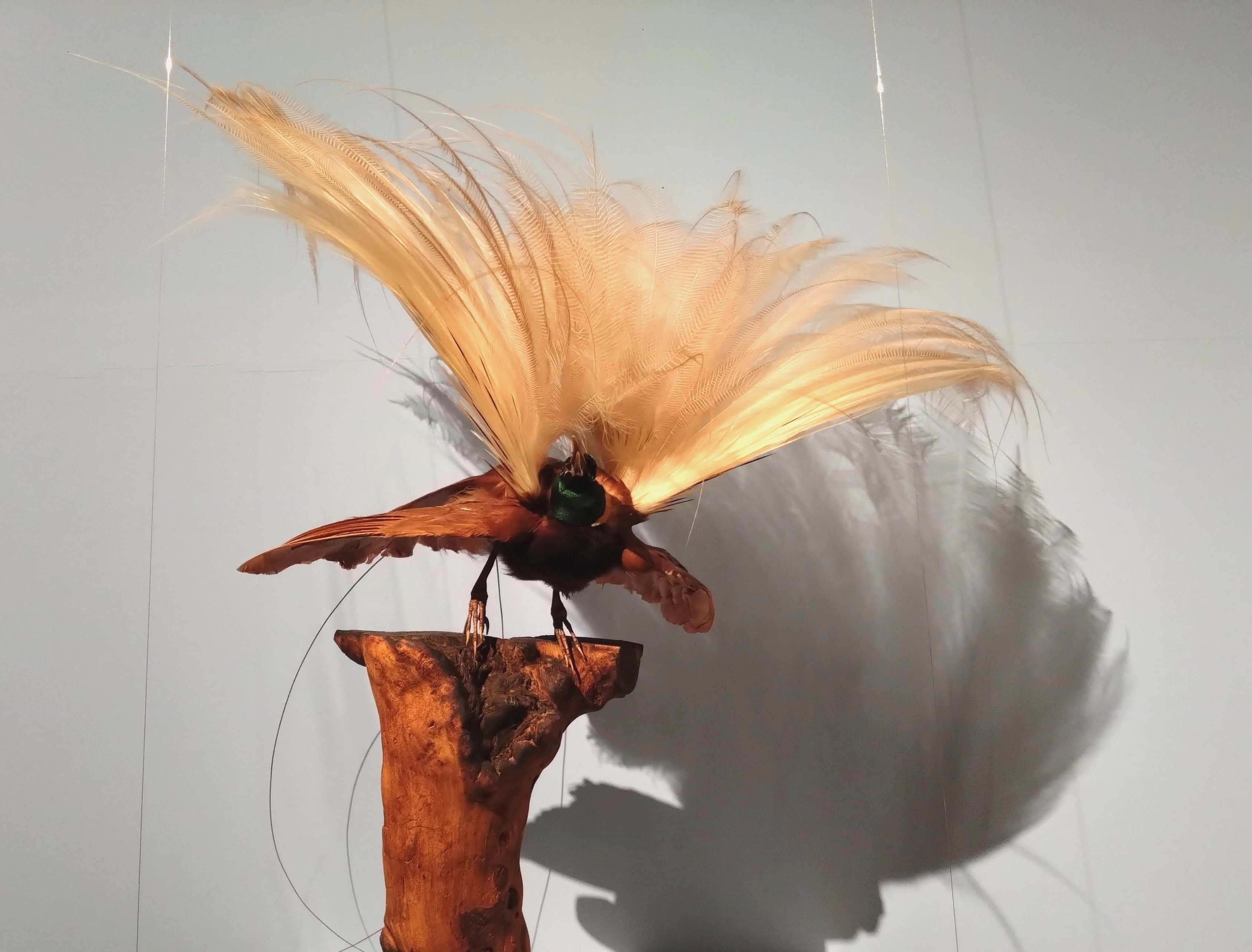 極楽鳥」展は、鳥とジュエリーの美しさを心ゆくまで堪能できる｜江口絵理