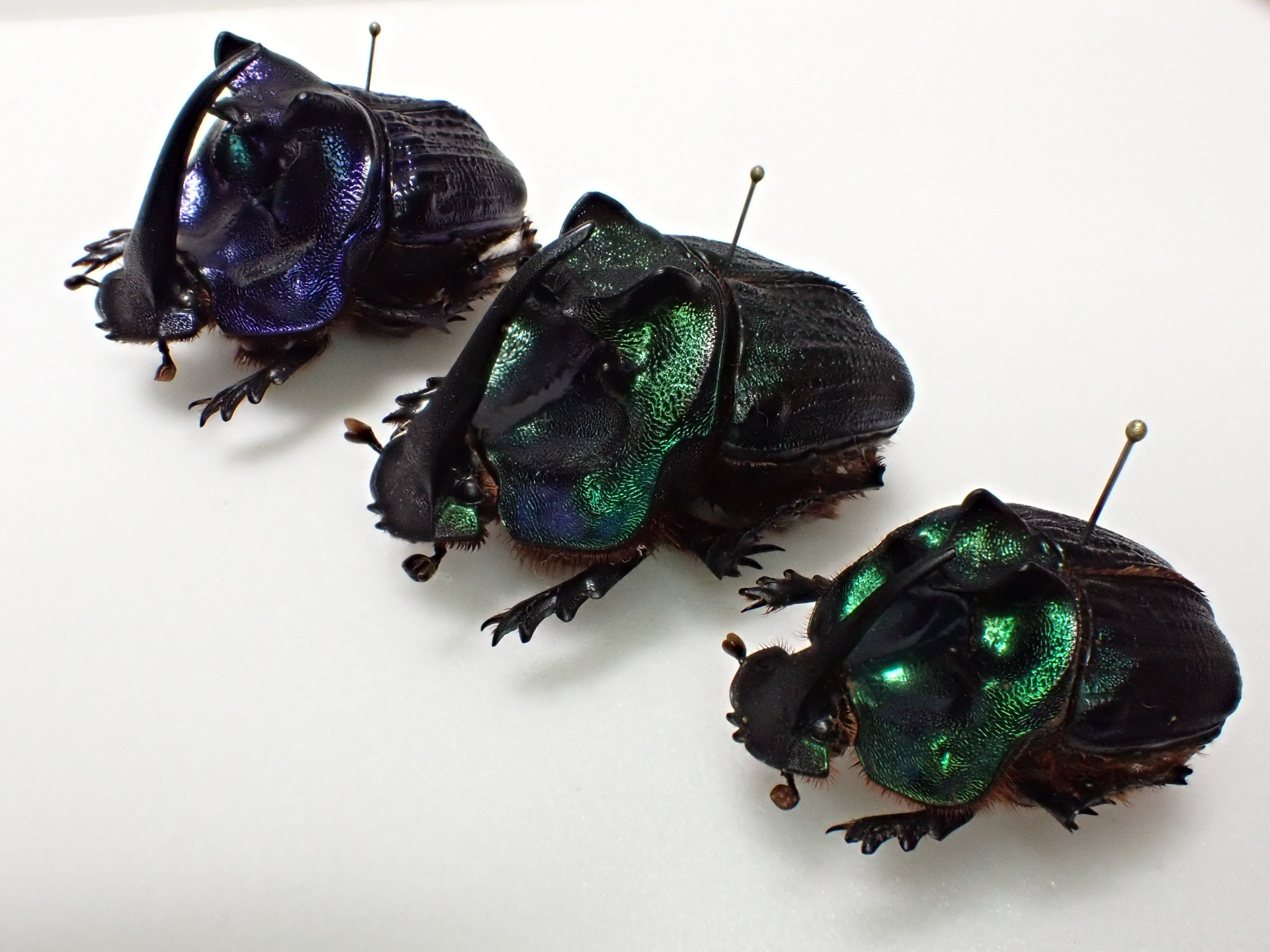 ニジダイコクコガネの魔力｜京庵