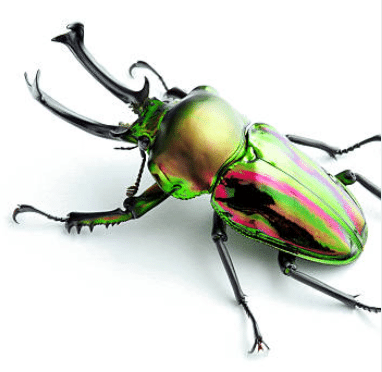 七色に輝く世界一美しいクワガタ：ニジイロクワガタの色彩進化の秘密