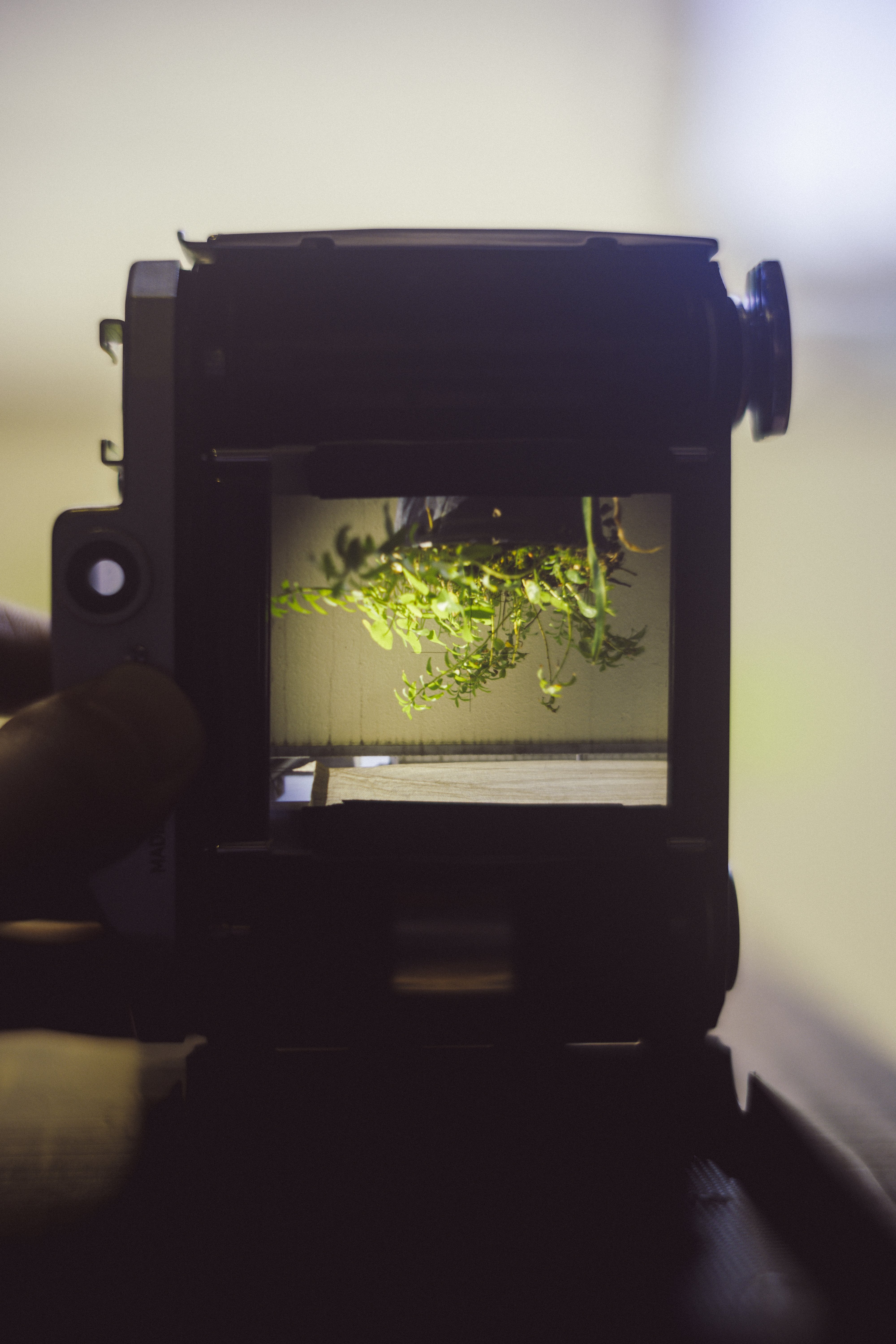 小西六 Konica Pearl II Hexar 75/4.5- 旅行用、散歩用におすすめの中