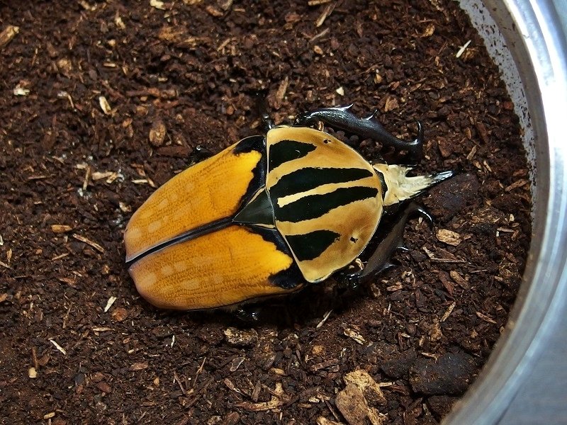 WD】オーベルチュールオオツノカナブンの飼育記録【2015～2016】｜AKECHI