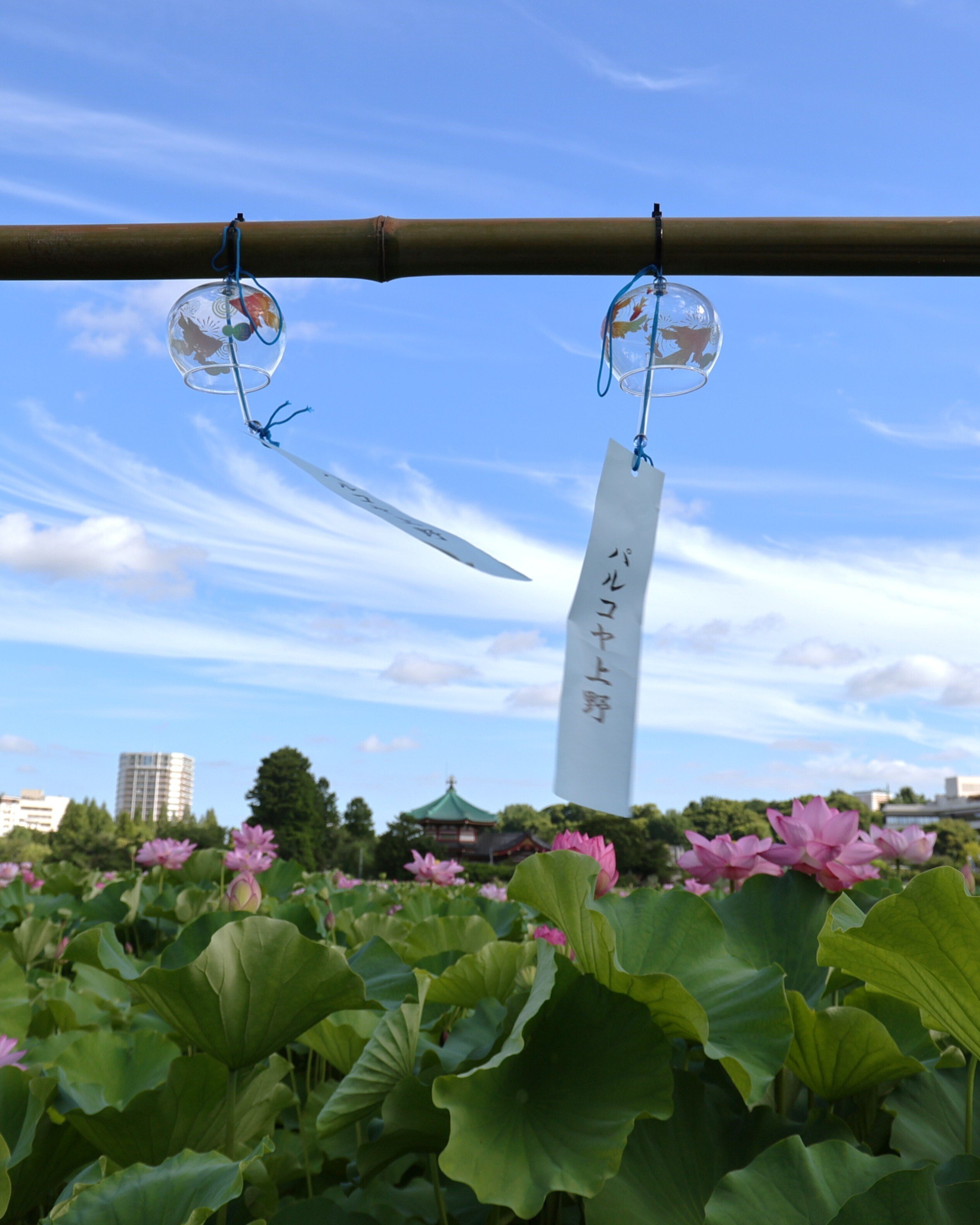 蓮花@プロフも見てくださいページ 花蓮・睡蓮展 | 花博記念公園鶴見