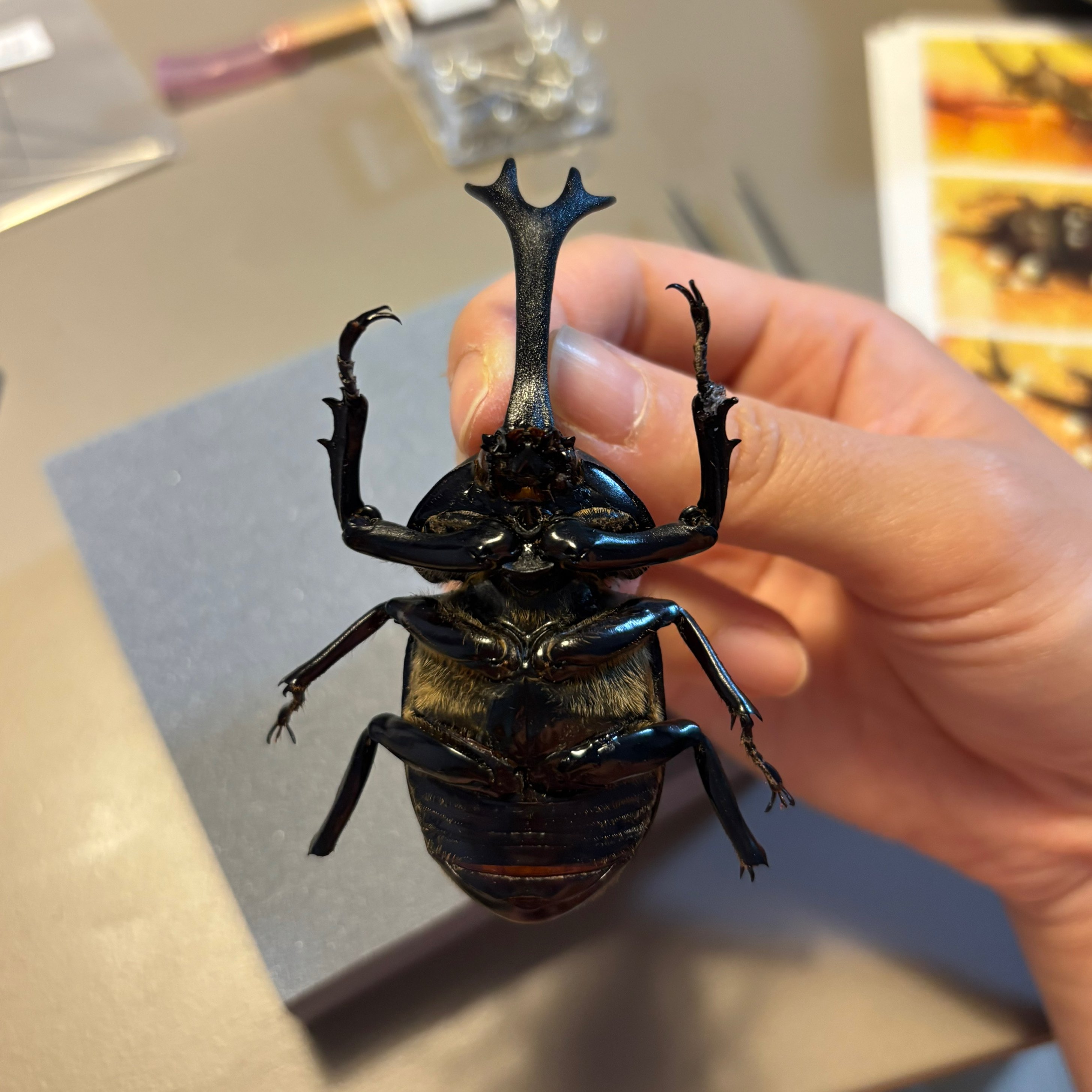 標本 カブトムシ サソリ オーべチュール 糞虫など カブトムシの標本