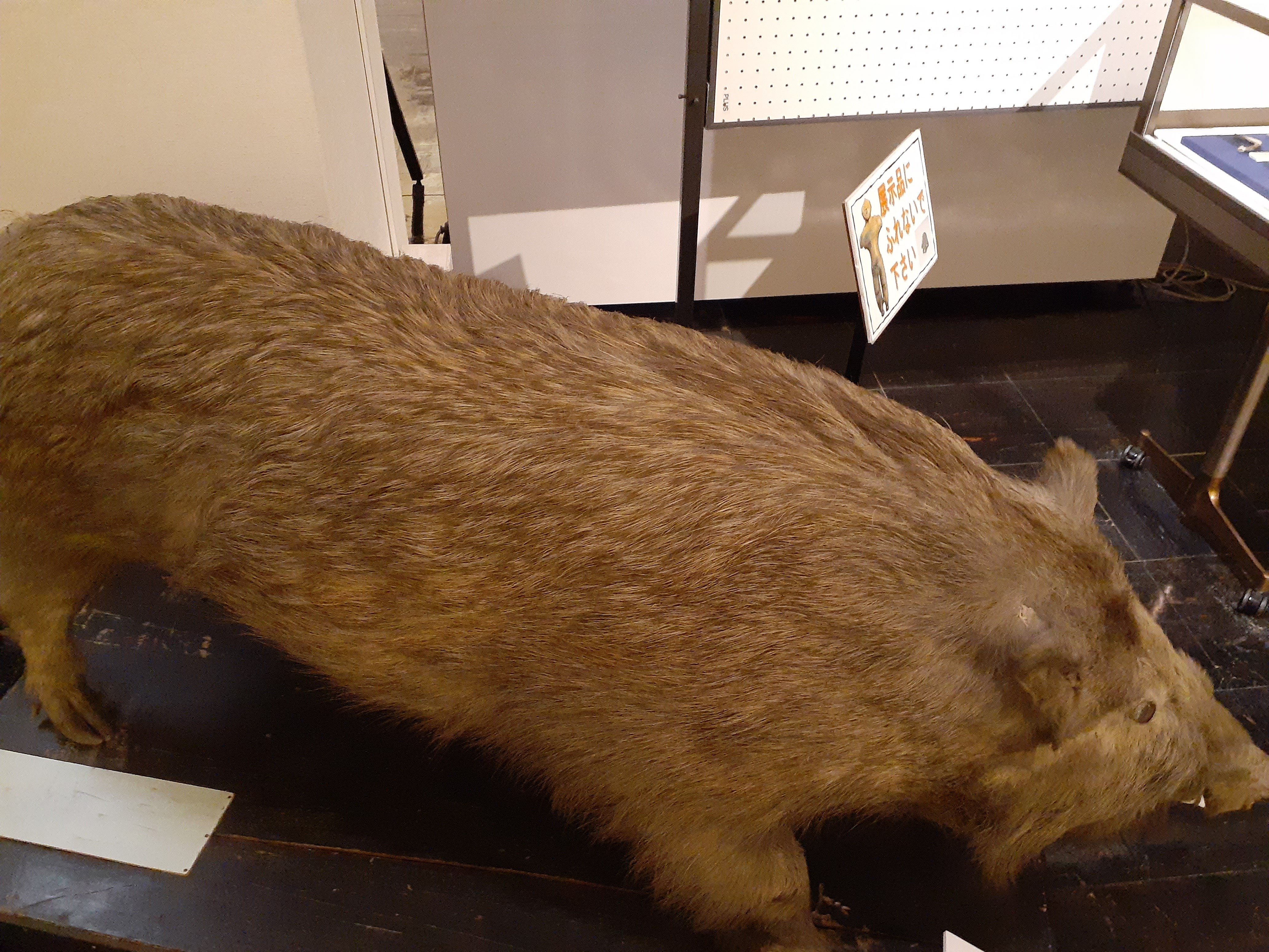 猪の剥製 イノシシ剥製 猪の剥製 猪の剥製 ZX｜製品紹介｜YASAKA株式会社