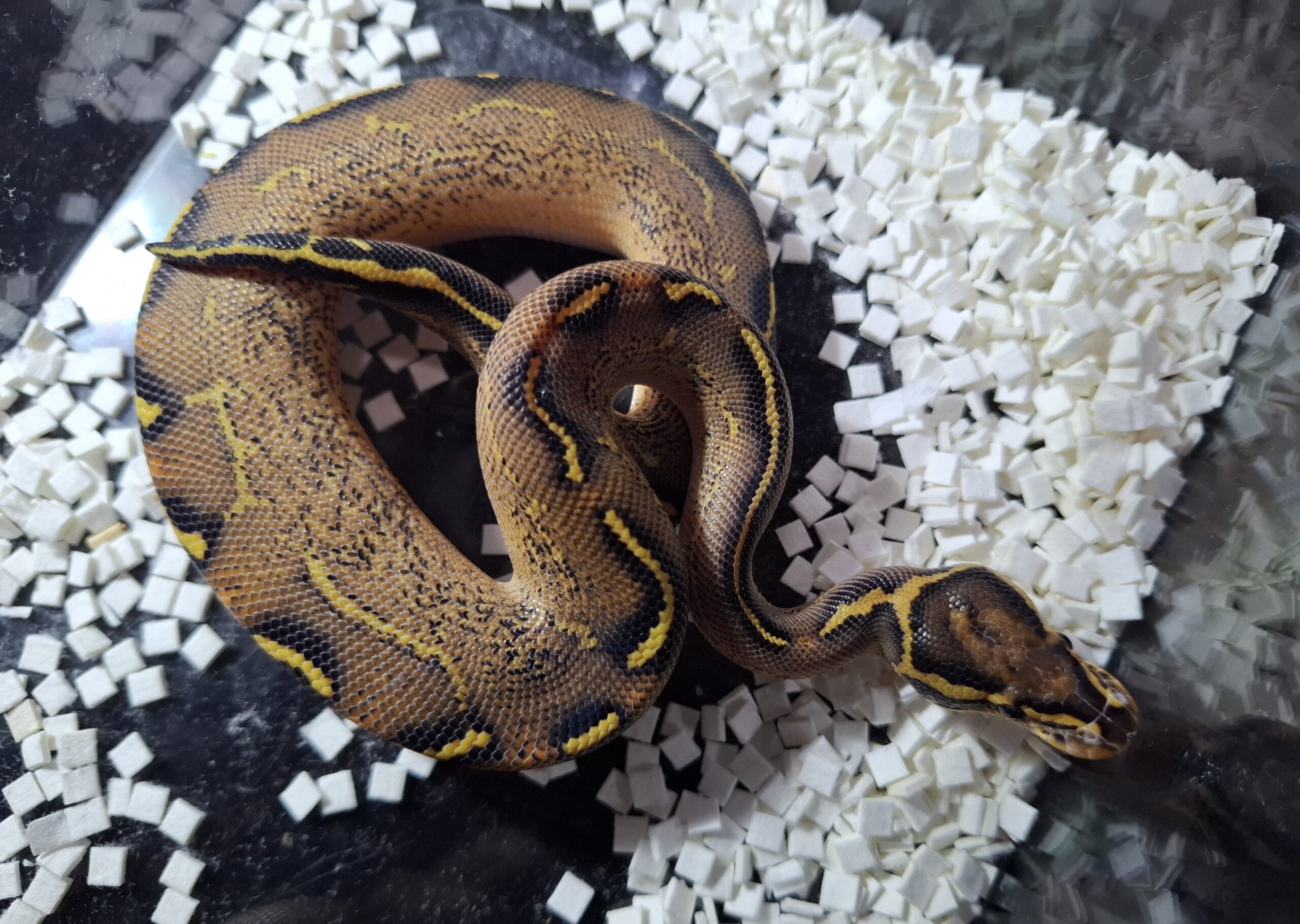 ボールパイソン（フリーウェイhetクラウン）25CB オス - アクアスペース