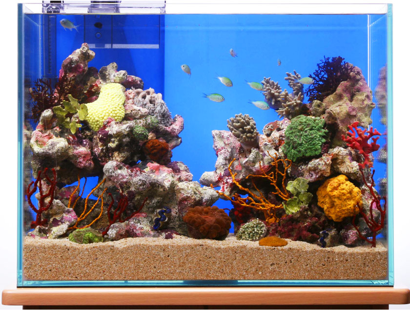 決まりました】60規格 サンゴ飼育 オーバーフロー水槽 フルセット 海水