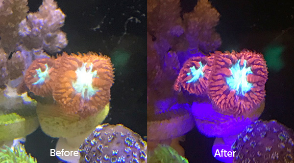 サンゴ ZOOX レブロン90 美品 ハイスペック照明 サンゴ ZOOX レブロン