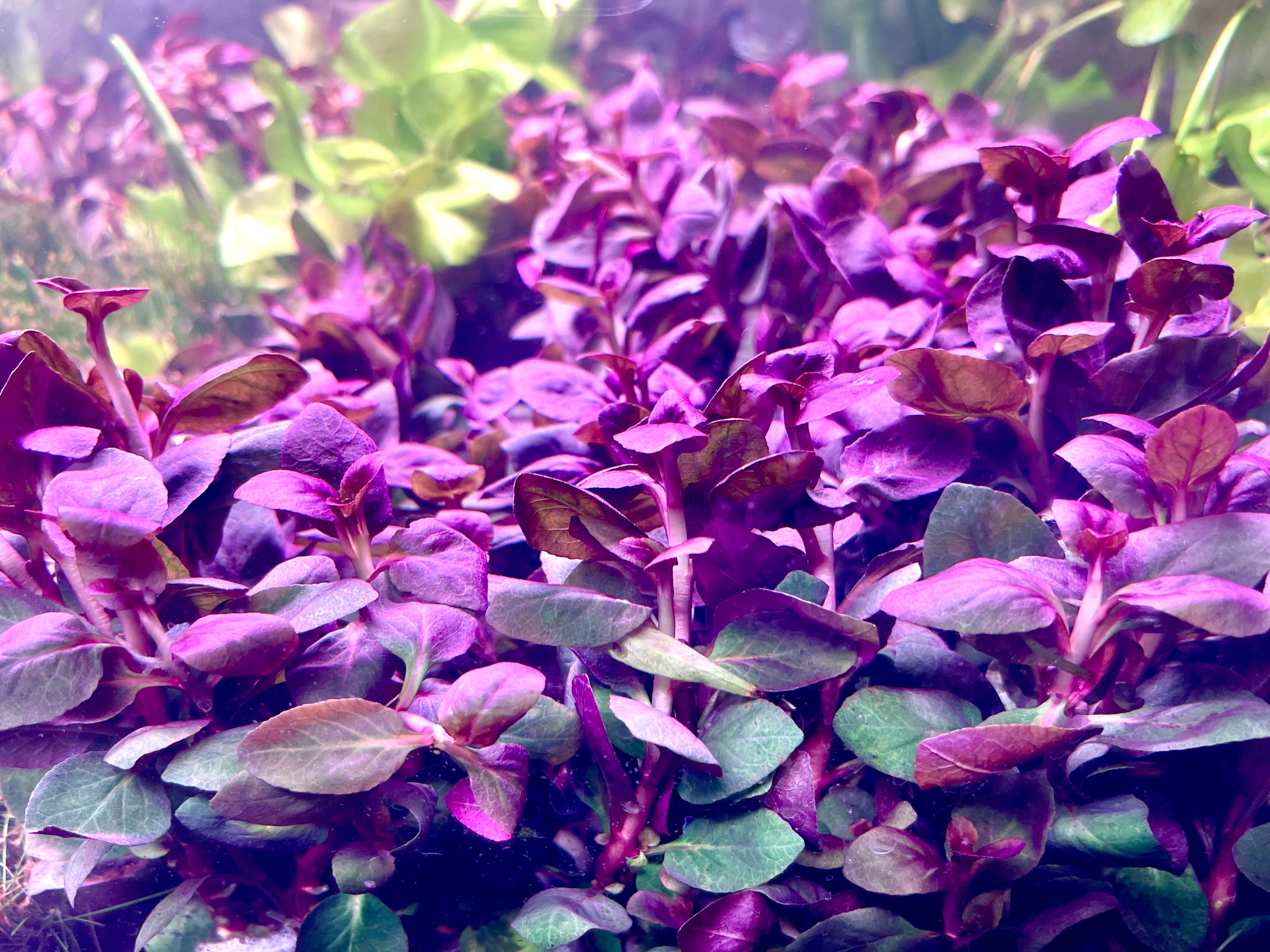 Bucephalandra sp.King rainbow purple 【公式通販】