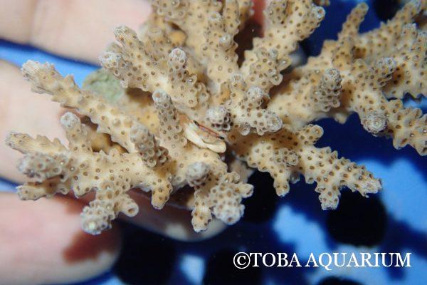 エダミドリイシ北上中？ | 鳥羽水族館 飼育日記