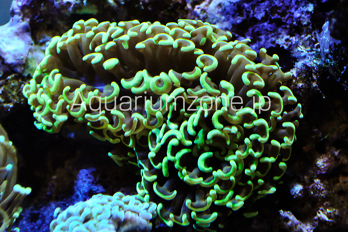 ナガレハナサンゴの飼育について | 海水魚がいる癒しの空間