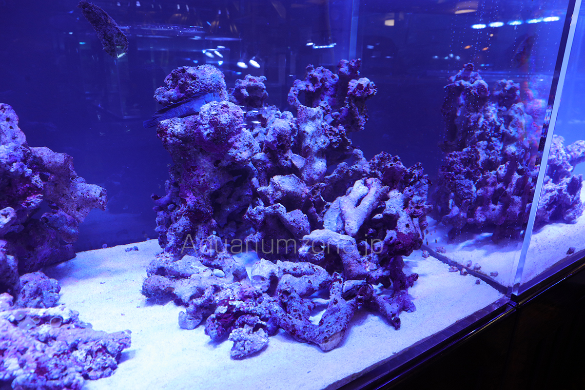 レイアウトライブロック