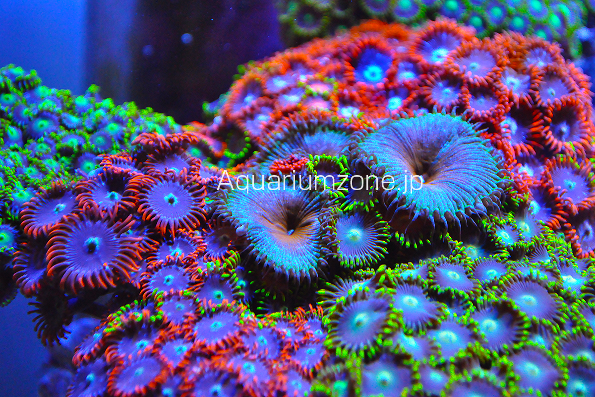 マメスナギンチャク ストラトスフィア サンゴ 01マメスナ