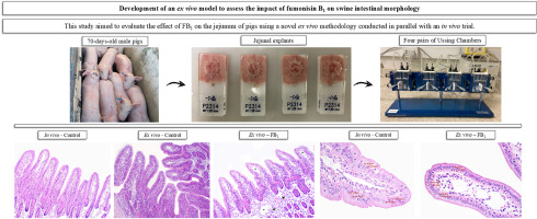 Development of an ex vivo model to assess the impact of fumonisin