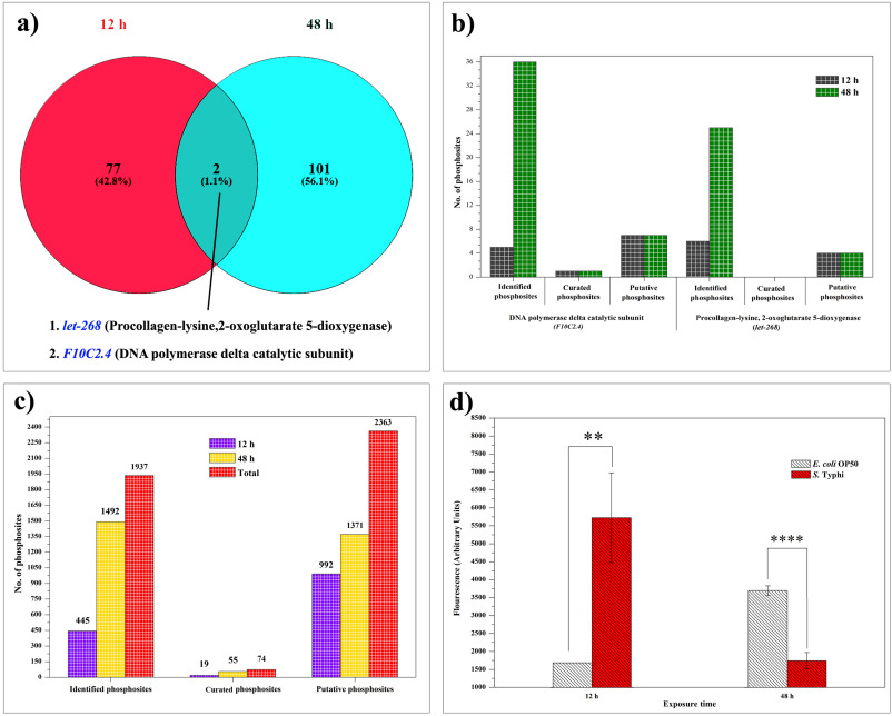 p38-MAPK recruits the proteolytic pathways in Caenorhabditis