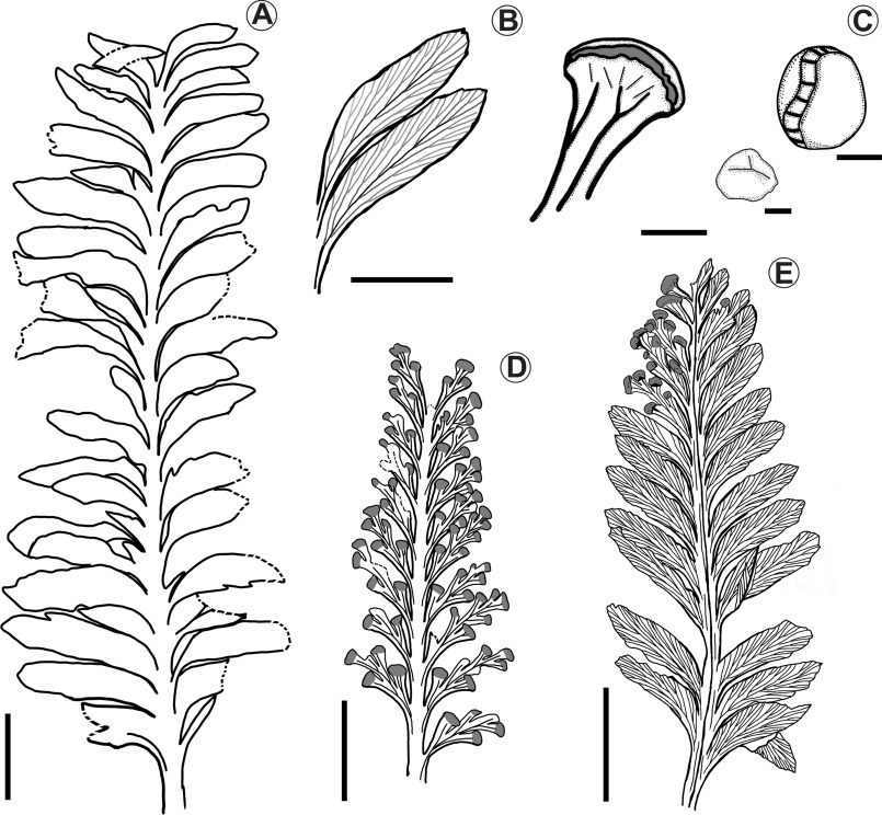 Re-investigations of the fossil fern Xiajiajienia mirabila