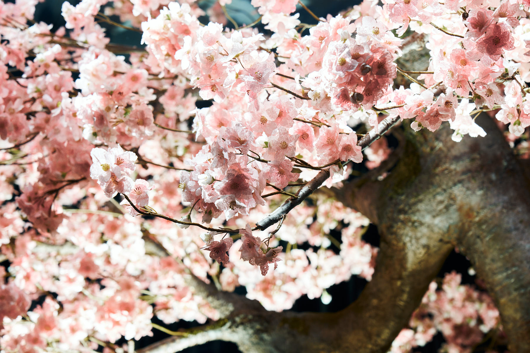 枯れない桜の木で癒しを届けるサービス