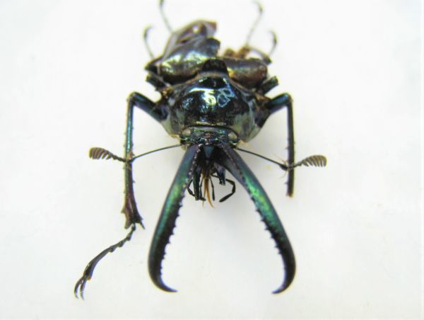 ホロメタリクス 標本 希少ホロメタリクス チリクワガタ