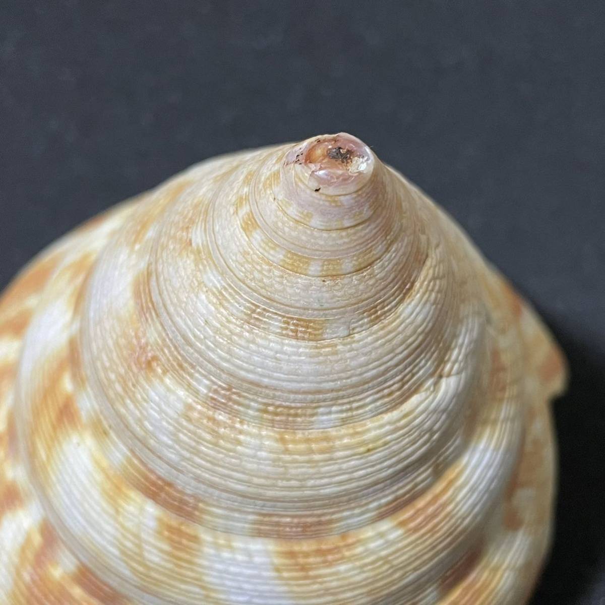 貝殻 標本 コシダカオキナエビス 特大