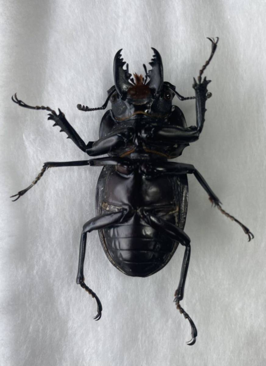 ヤエマル野外標本 ヤエヤママルバネクワガタ 標本オス大歯小歯 各1頭の
