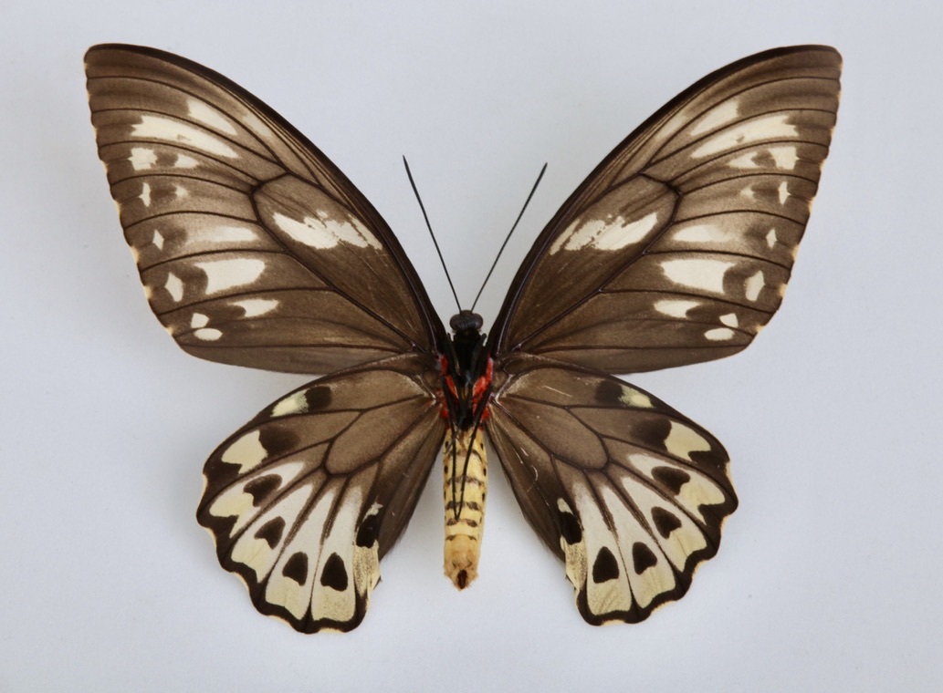 □外国産蝶標本 アオメガネトリバネアゲハ A～A-pair マライタ島 産