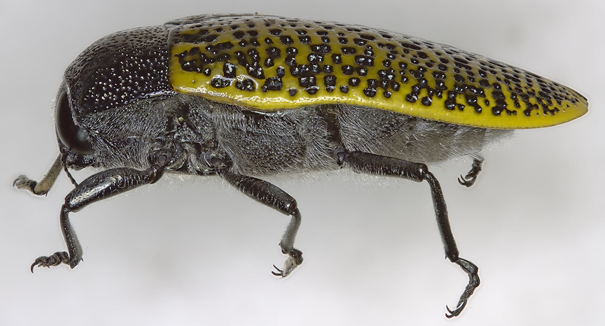 Stigmodera – Ausemade